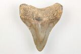 Serrated, Juvenile Megalodon Tooth - North Carolina #200728-1